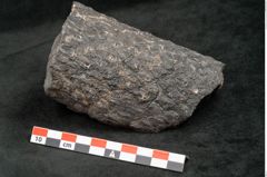 Foto (Seitenansicht) von Knorria imbricata Sternbg. (NHMW-GEO-2024-0188-11042)